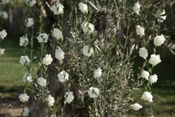 Kunstige Hvide Roser på Blomsterranke, 120cm