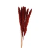 Tørret Bordeaux Pampasblomster 65-75 cm, 6 stk.