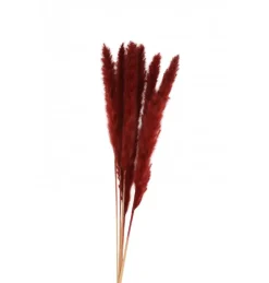 Tørret Bordeaux Pampasblomster 65-75 cm, 6 stk.