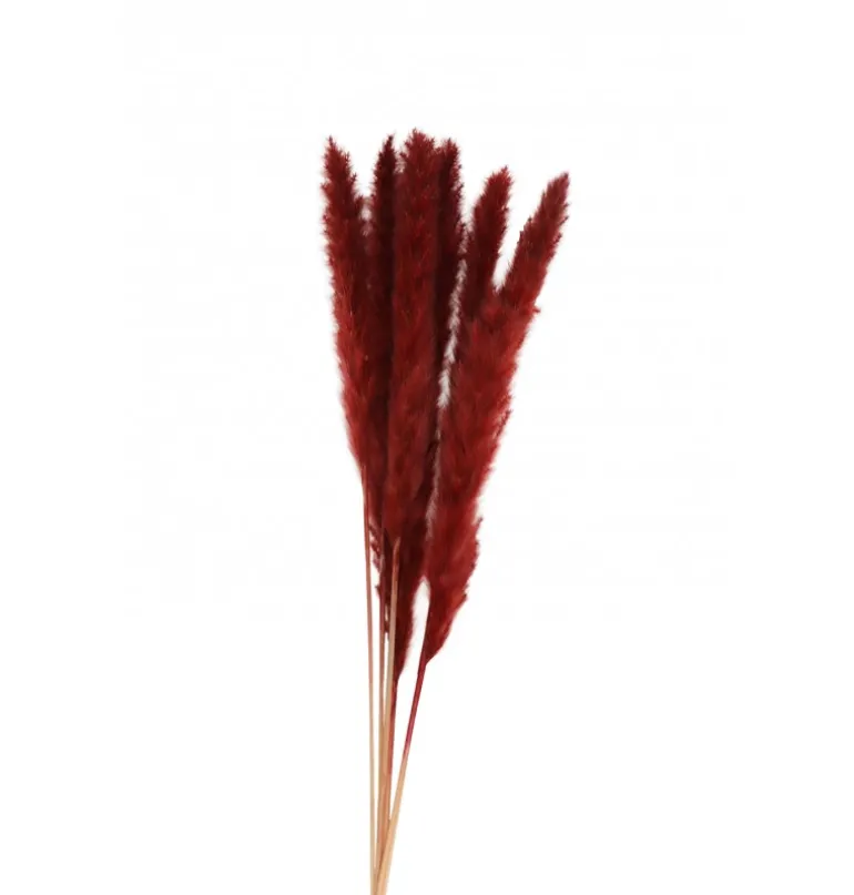 Tørret Bordeaux Pampasblomster 65-75 cm, 6 stk.