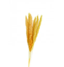 Tørret Gule Pampasblomster 65-75 cm, 6 stk.