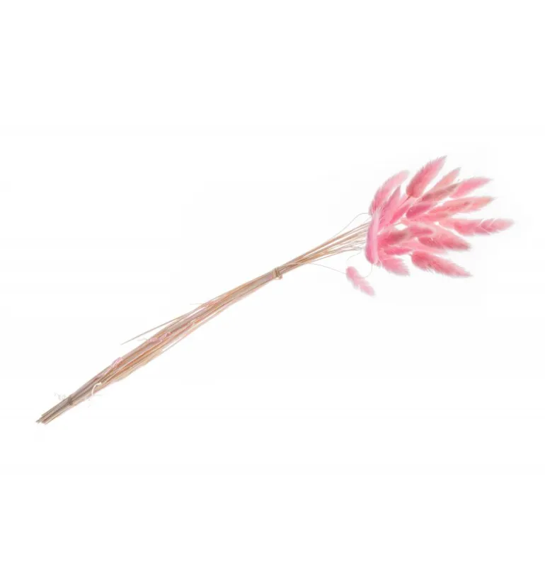 Tørret Lyserøde Lagurus 50-60 cm, 25 stk.