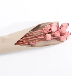 Tørret Lyserøde Valmuehoveder 60 cm, 90gr