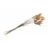 Tørret Natur Lagurus 50-60 cm, 25 stk.