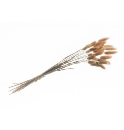 Tørret Natur Lagurus 50-60 cm, 25 stk.