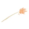 Tørret Orange Lagurus 50-60 cm, 25 stk.
